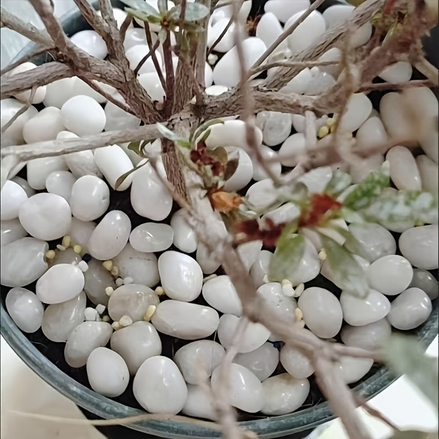 300/600g磨き上げられた白い小石、植木鉢の上部装飾、庭 - Indoor Herb Garden のレビューと価格