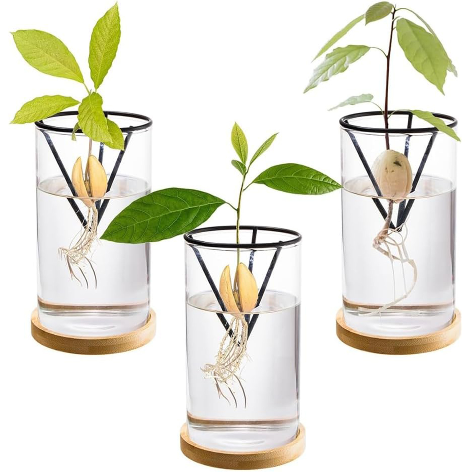 1 セットアボカドの木成長キット水耕ガラスアボカド種子花瓶三 - Hydroponic Kit のレビューと価格