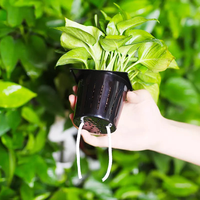 水耕栽培室内キット 2平方メートル 壁掛け式水耕栽培システム - Hydroponic Kit のレビューと価格
