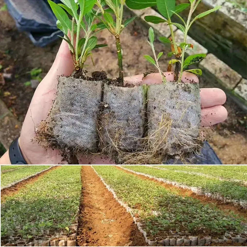 生分解性種子苗袋、不織布植物成長バッグ、生地苗ポット植物ポー - Seed Starter Tray のレビューと価格