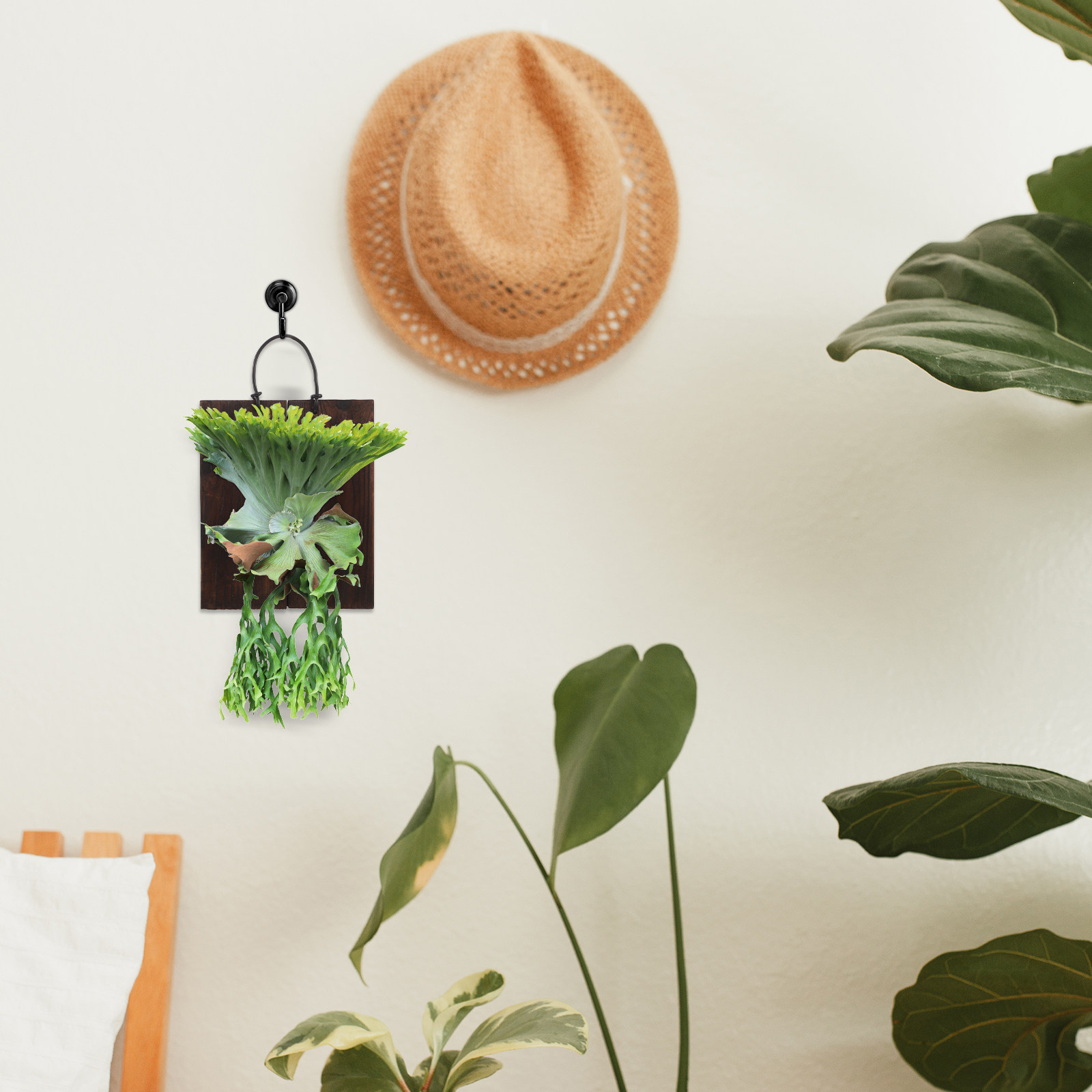 鹿角シダ用の壁掛けプランター – 炭化木材を使用した、室内用 - Vertical Planter のレビューと価格