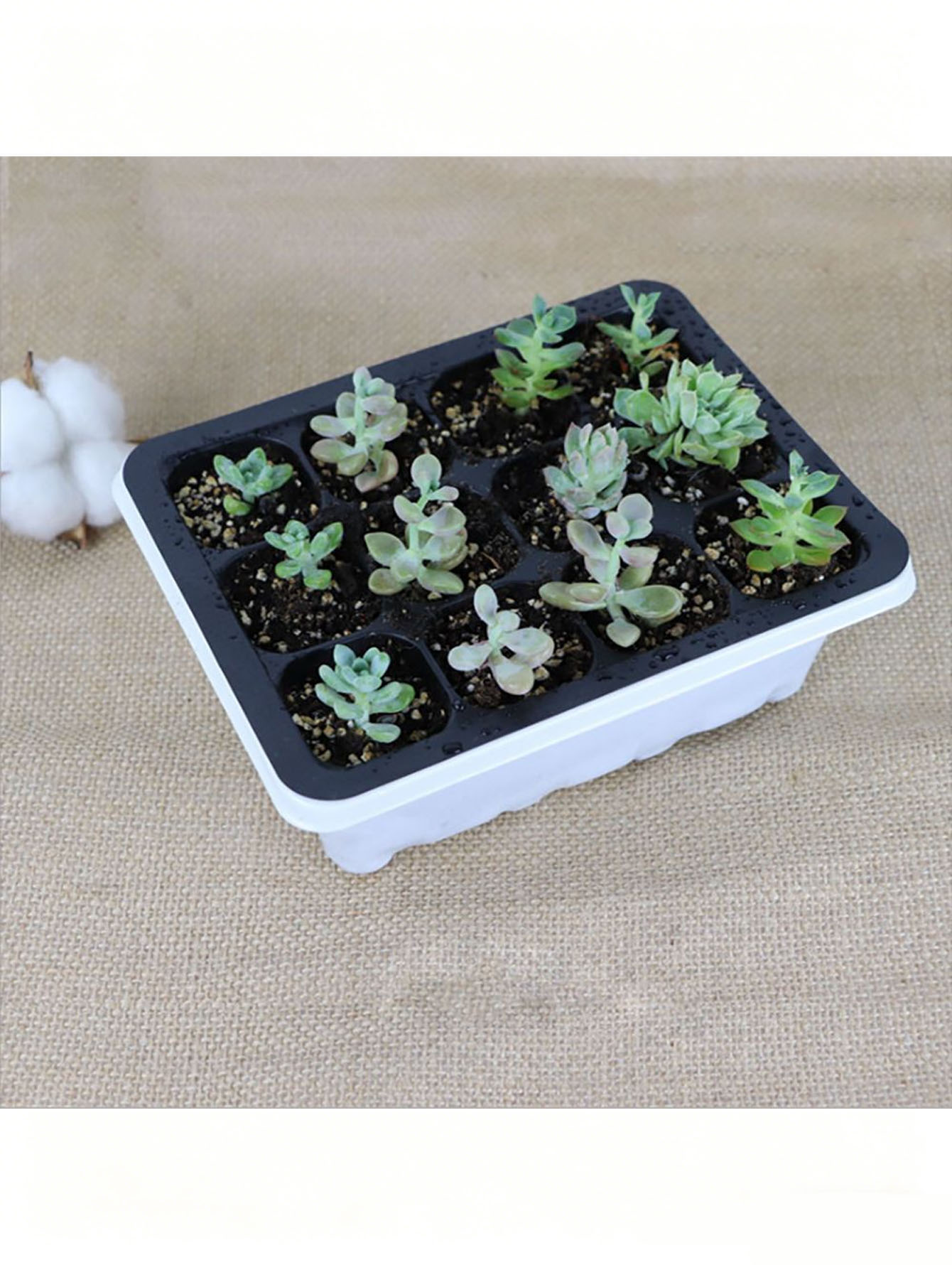 1/2pc 6/12穴苗トレイ、排水穴付きの厚みのあるプラス - Seed Starter Tray のレビューと価格