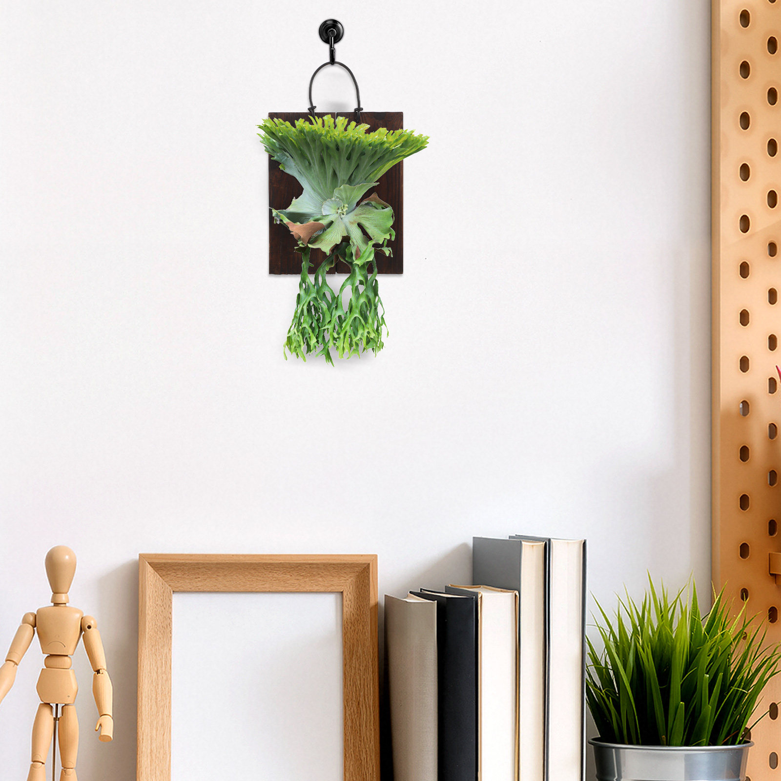 鹿角シダの鉢植え用、壁掛け式プランター。炭化木を使用した、屋 - Vertical Planter のレビューと価格